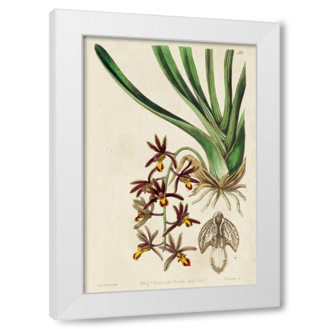 Spring Orchid V White Modern Wood Framed Art Print by Ridgeway