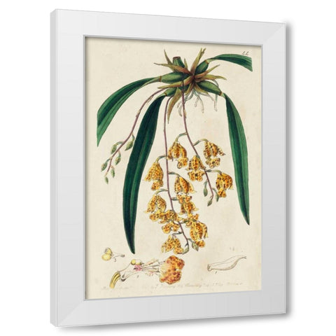 Spring Orchid VI White Modern Wood Framed Art Print by Ridgeway