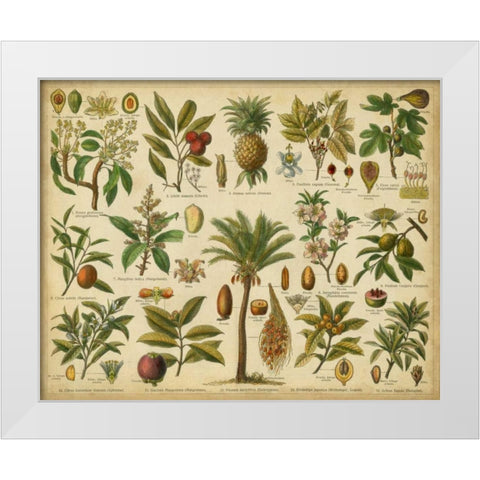 Classification of Tropical Plants White Modern Wood Framed Art Print by Vision Studio