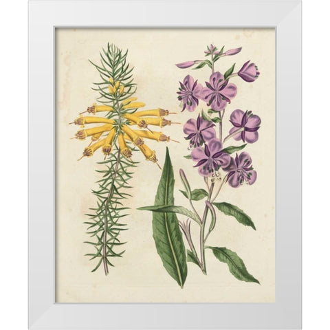 Garden Pairings I White Modern Wood Framed Art Print by Edwards, Sydenham