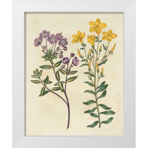 Garden Pairings II White Modern Wood Framed Art Print by Edwards, Sydenham