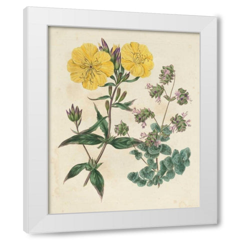 Garden Pairings III White Modern Wood Framed Art Print by Edwards, Sydenham