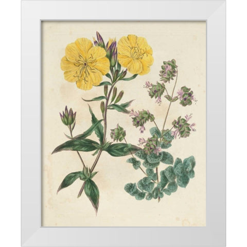 Garden Pairings III White Modern Wood Framed Art Print by Edwards, Sydenham