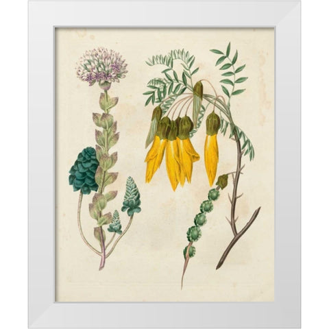 Garden Pairings IV White Modern Wood Framed Art Print by Edwards, Sydenham