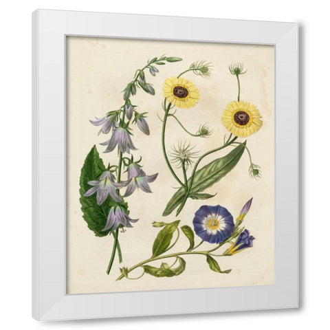 Garden Pairings V White Modern Wood Framed Art Print by Edwards, Sydenham