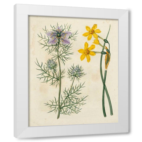 Garden Pairings VI White Modern Wood Framed Art Print by Edwards, Sydenham