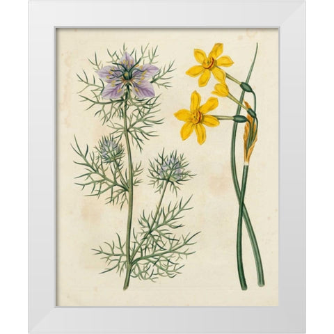 Garden Pairings VI White Modern Wood Framed Art Print by Edwards, Sydenham