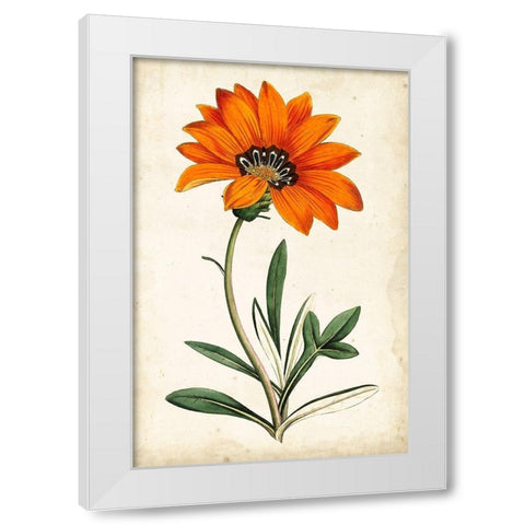 Tangerine Floral I White Modern Wood Framed Art Print by Curtis