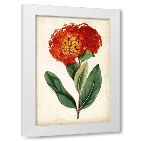 Tangerine Floral II White Modern Wood Framed Art Print by Curtis