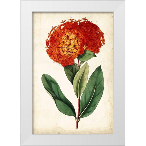 Tangerine Floral II White Modern Wood Framed Art Print by Curtis