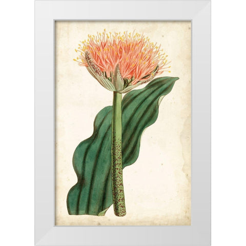 Tangerine Floral III White Modern Wood Framed Art Print by Curtis