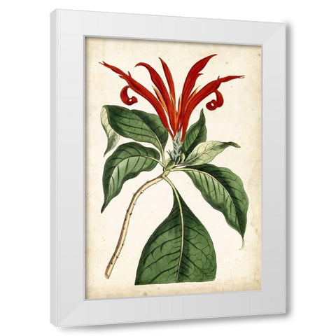 Tangerine Floral IV White Modern Wood Framed Art Print by Curtis