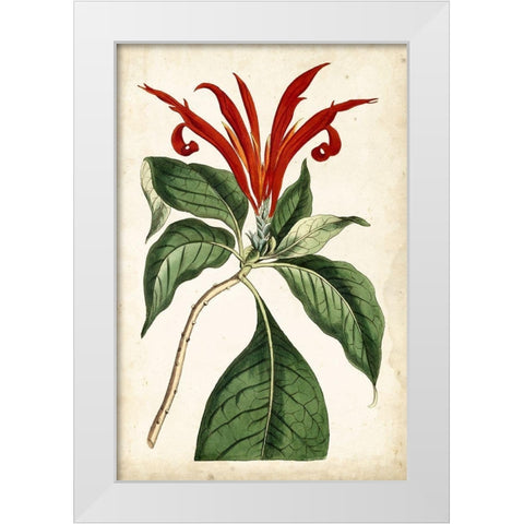 Tangerine Floral IV White Modern Wood Framed Art Print by Curtis