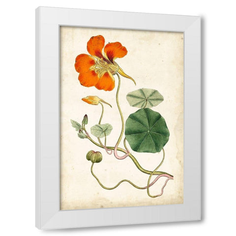 Tangerine Floral VI White Modern Wood Framed Art Print by Curtis