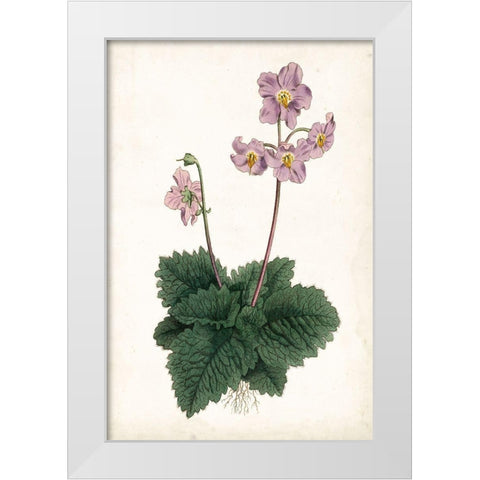 Lavender Florals V White Modern Wood Framed Art Print by Curtis