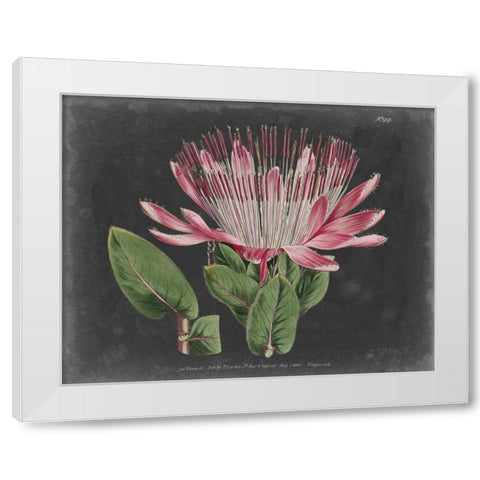 Dramatic Protea II White Modern Wood Framed Art Print by Curtis