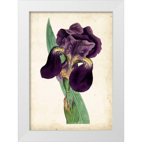 Curtis Iris I White Modern Wood Framed Art Print by Curtis