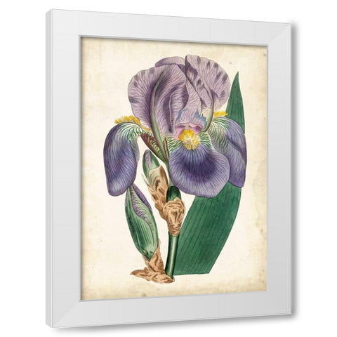 Curtis Iris II White Modern Wood Framed Art Print by Curtis