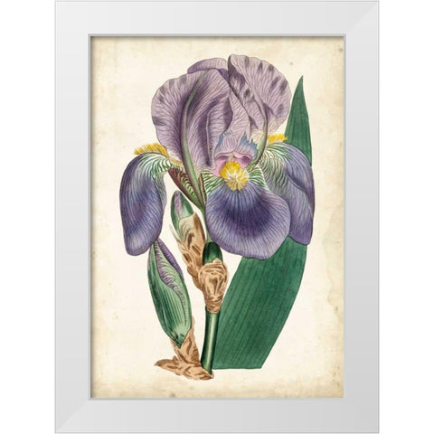 Curtis Iris II White Modern Wood Framed Art Print by Curtis