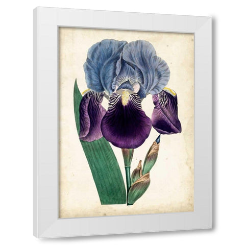 Curtis Iris III White Modern Wood Framed Art Print by Curtis