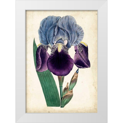 Curtis Iris III White Modern Wood Framed Art Print by Curtis