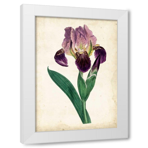 Curtis Iris IV White Modern Wood Framed Art Print by Curtis
