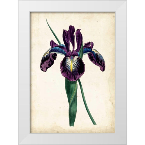 Curtis Iris V White Modern Wood Framed Art Print by Curtis