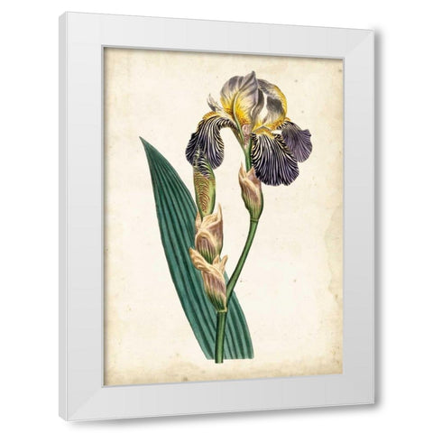 Curtis Iris VI White Modern Wood Framed Art Print by Curtis