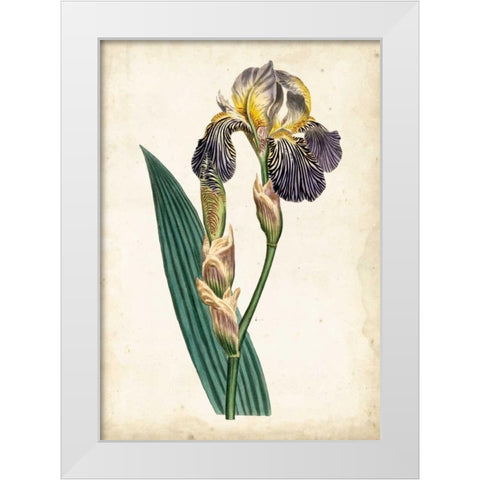 Curtis Iris VI White Modern Wood Framed Art Print by Curtis