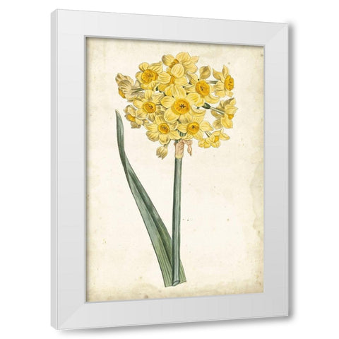 Curtis Narcissus I White Modern Wood Framed Art Print by Curtis