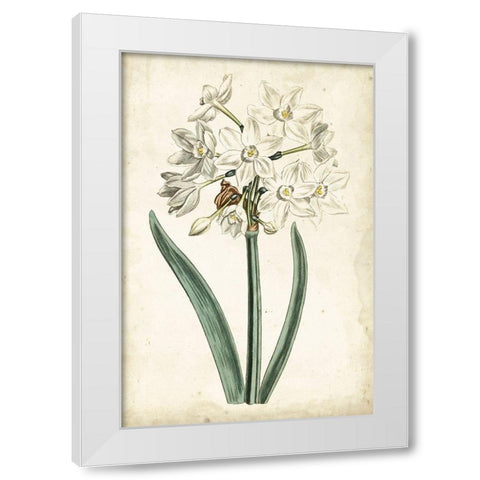 Curtis Narcissus II White Modern Wood Framed Art Print by Curtis