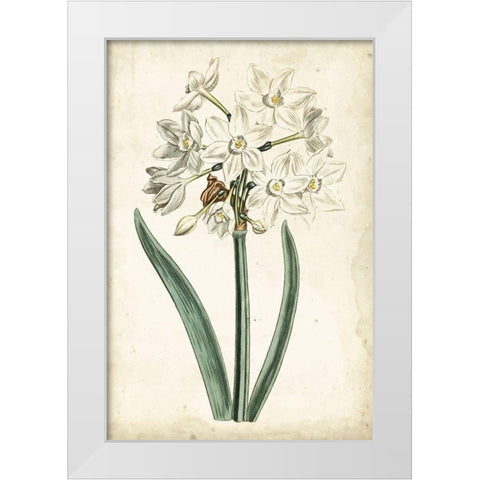 Curtis Narcissus II White Modern Wood Framed Art Print by Curtis