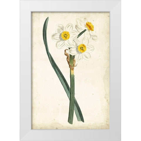 Curtis Narcissus III White Modern Wood Framed Art Print by Curtis