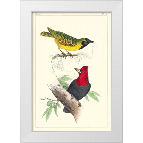 Lemaire Birds II White Modern Wood Framed Art Print by Lemaire, C.L.