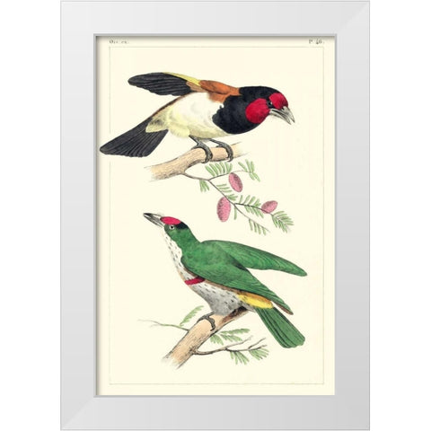 Lemaire Birds III White Modern Wood Framed Art Print by Lemaire, C.L.