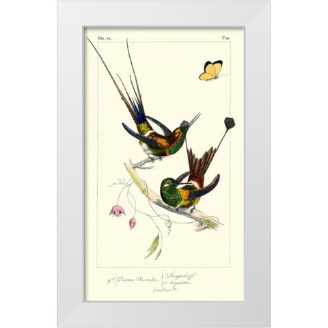 Lemaire Hummingbirds IV White Modern Wood Framed Art Print by Lemaire, C.L.