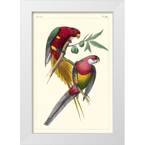 Lemaire Parrots III White Modern Wood Framed Art Print by Lemaire, C.L.