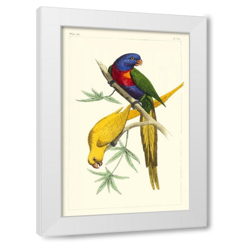 Lemaire Parrots IV White Modern Wood Framed Art Print by Lemaire, C.L.