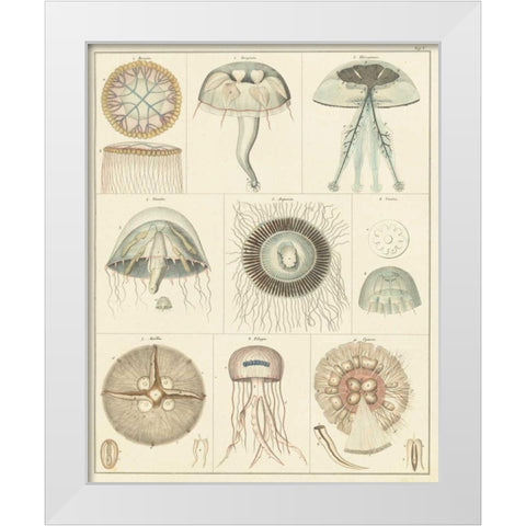 Jellyfish Display White Modern Wood Framed Art Print by Oken
