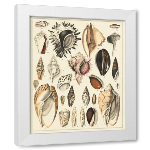 Seashell Display White Modern Wood Framed Art Print by Oken