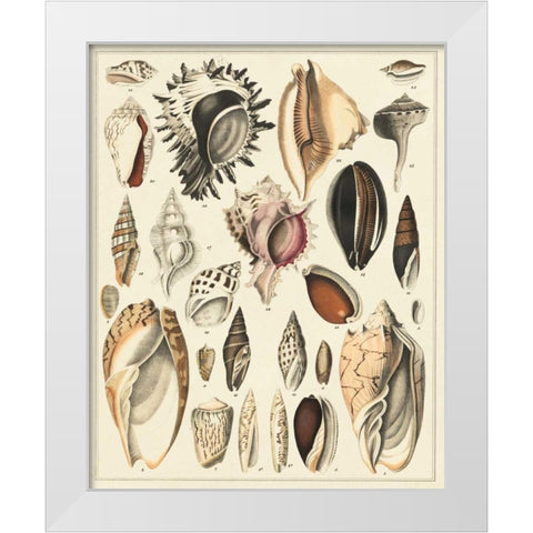 Seashell Display White Modern Wood Framed Art Print by Oken