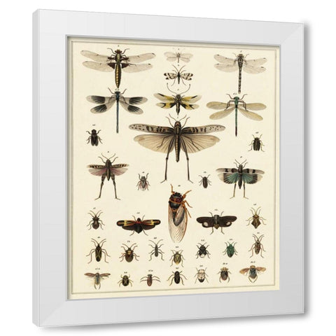 Dragonfly Display White Modern Wood Framed Art Print by Oken