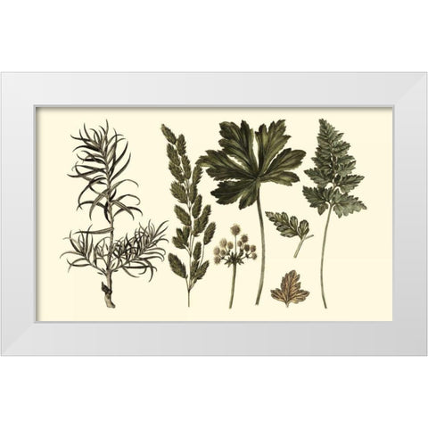 Fern Leaf Folio II White Modern Wood Framed Art Print by Oeder, Georg C.