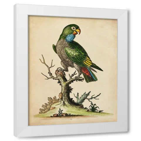 Paradise Parrots I White Modern Wood Framed Art Print by Edwards, George