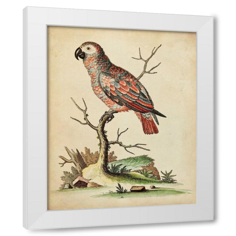 Paradise Parrots IV White Modern Wood Framed Art Print by Edwards, George
