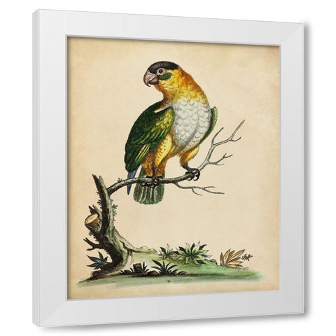 Paradise Parrots VI White Modern Wood Framed Art Print by Edwards, George