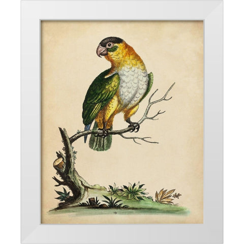 Paradise Parrots VI White Modern Wood Framed Art Print by Edwards, George