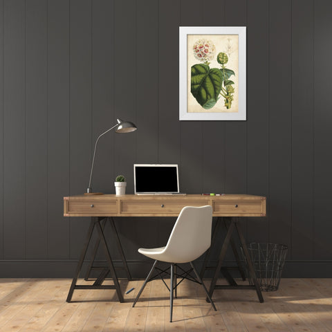 Coral Beauties II White Modern Wood Framed Art Print by Van Houtteano, Horto