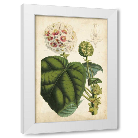 Coral Beauties II White Modern Wood Framed Art Print by Van Houtteano, Horto