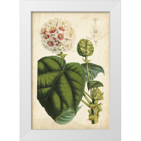Coral Beauties II White Modern Wood Framed Art Print by Van Houtteano, Horto